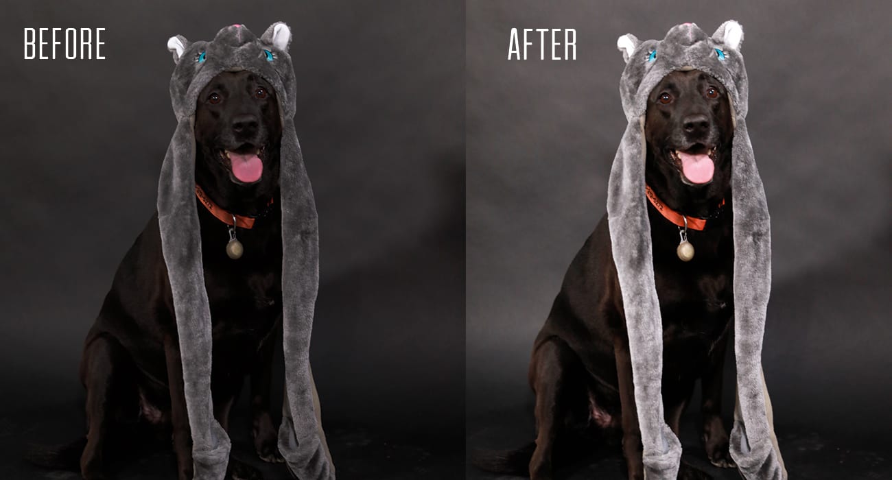 Black Dog Wearing A Animal Hat